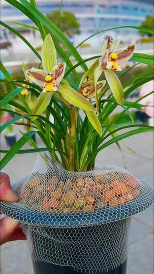 天价兰花