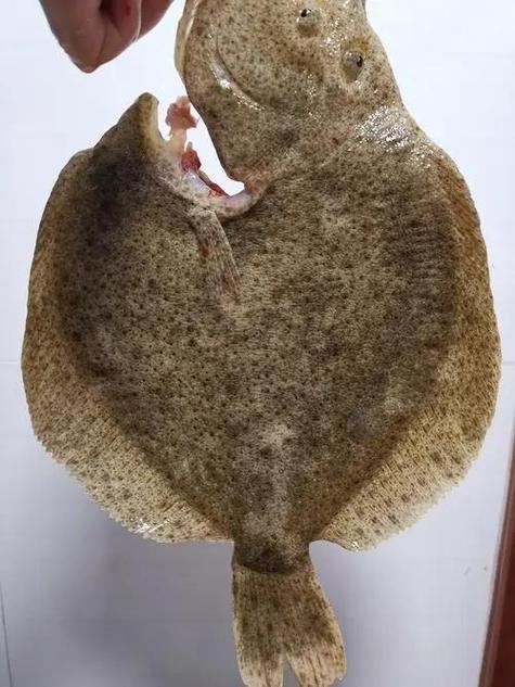 多宝鱼怎么处理内脏视频