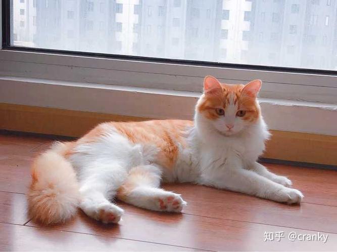 橘猫最稀有的品相截图