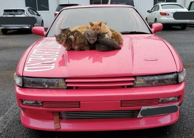 如何申请聚合猫