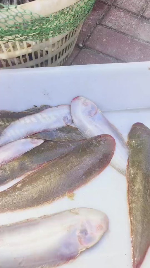 鳎目鱼是野生的吗