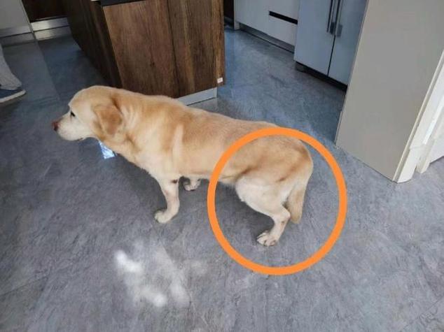 老年犬突然后腿无力站不起来