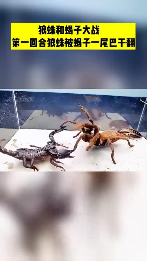 狼蛛001和蝎子谁更厉害