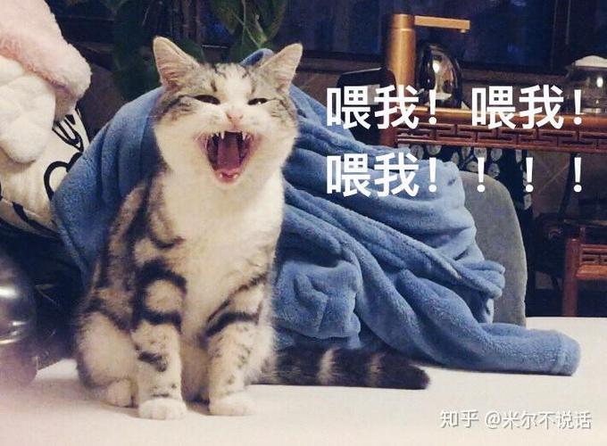 父母不同意养猫和我关系越来越僵