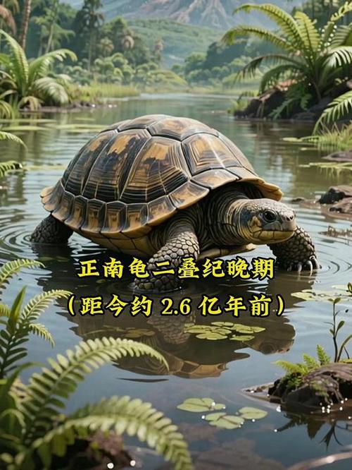 乌龟是由什么进化而来的