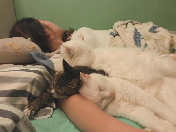猫睡觉位置和主人关系