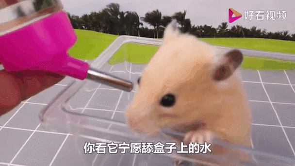 一星期忘了给仓鼠喂水