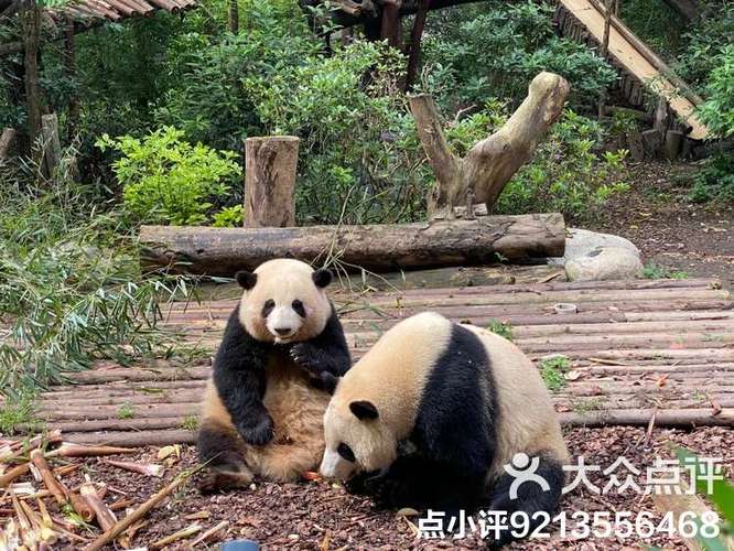 熊猫养殖基地多大