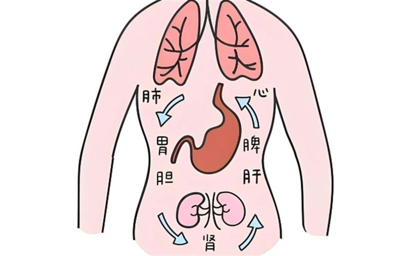 人的先天之本是哪个脏腑