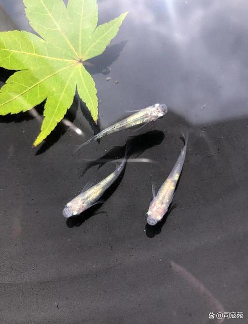 十大最好养小型鱼截图