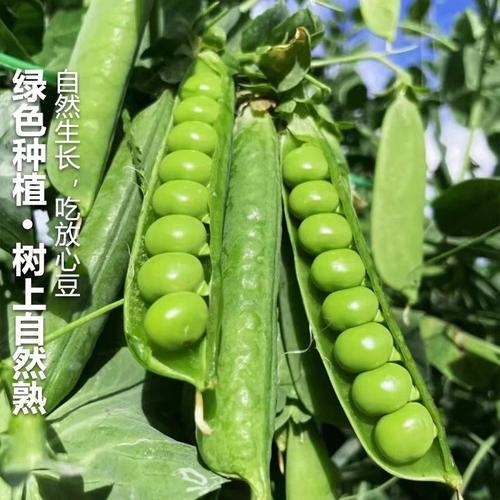 快手老版豌豆荚缩略图