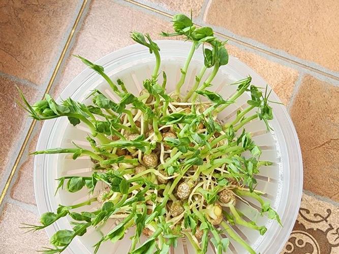 水培豌豆苗的种植方法