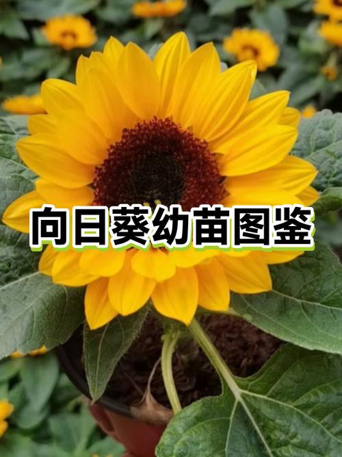 向日葵绿色版和正式版有什么区别