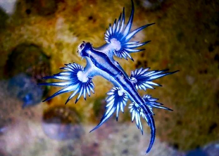 鱼吃鱼海神海蛞蝓