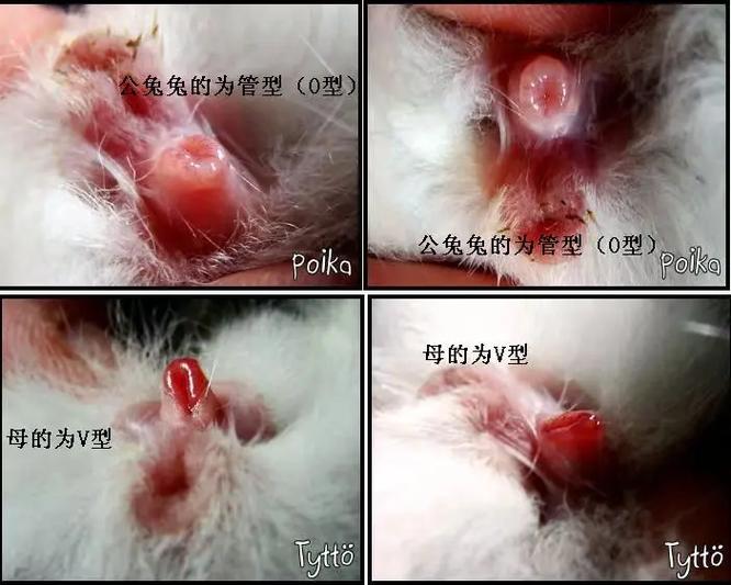 种兔公母比例缩略图