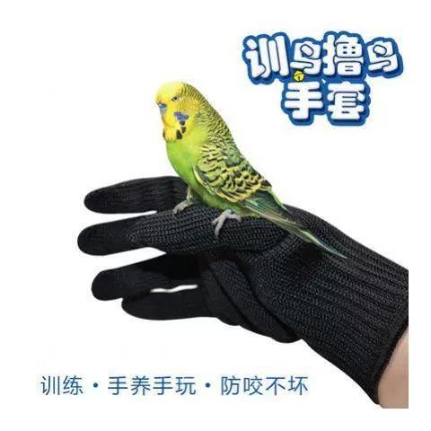 如何驯服鹦鹉站在手上