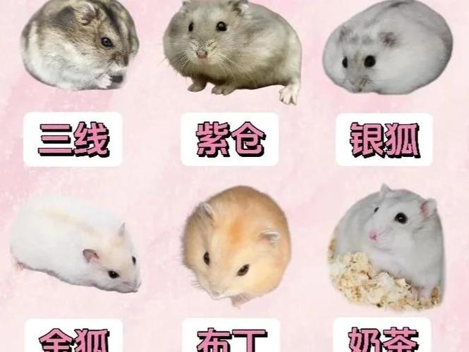 仓鼠生宝宝要注意什么截图