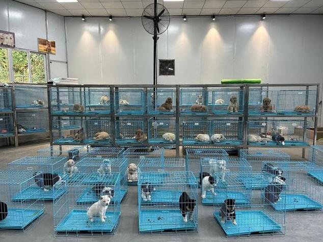 沈阳宠物交易大市场