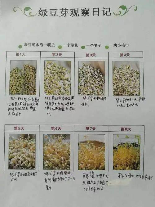 豆芽观察记录表截图