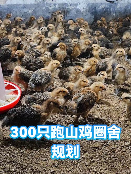 跑山鸡养殖场设计图