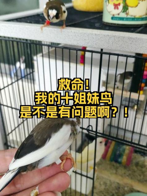 孩子养小鸟的好处和坏处游戏截图
