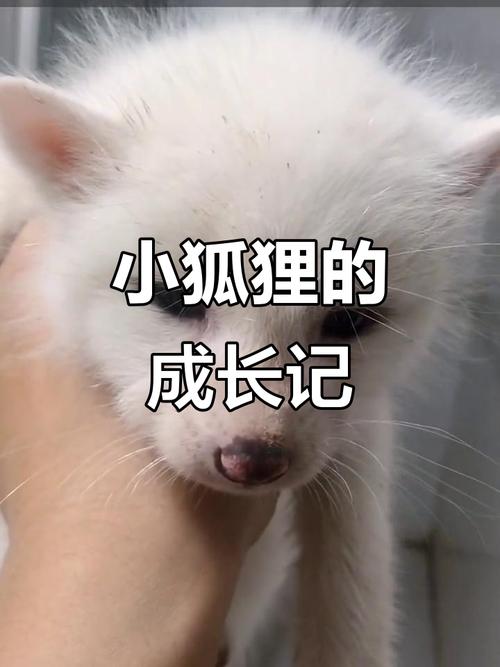 空空狐现在还能用吗
