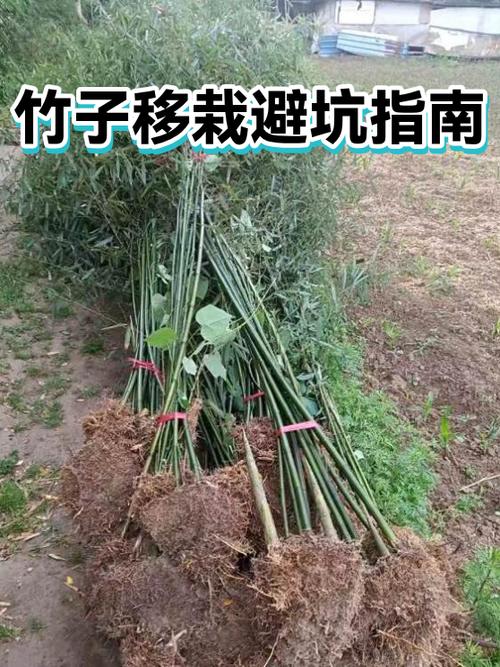 栽竹子最忌讳三个时间