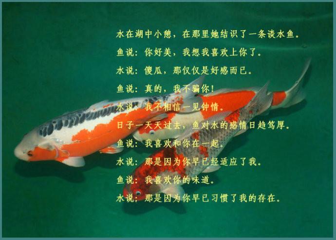 鱼和水经典语录视频
