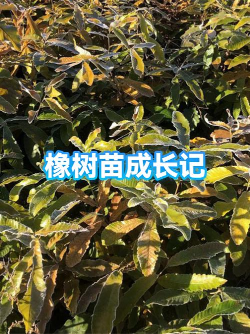 橡树苗