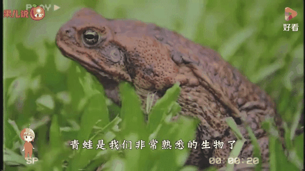 雨蛙市场价多少一只