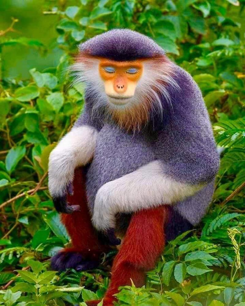 迷你世界怎么喂猴子缩略图