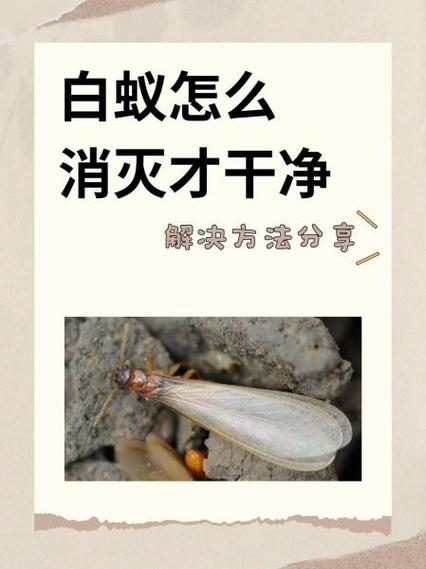 防治白蚁的最佳方法