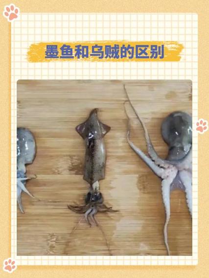 墨鱼和目鱼是一样的吗