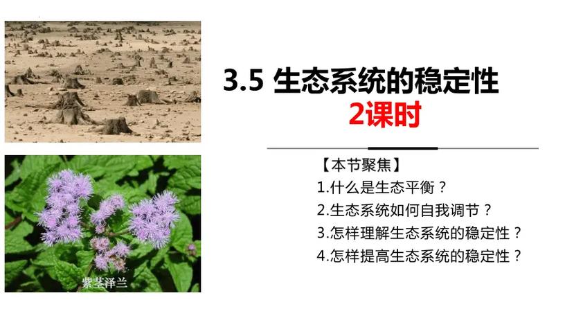 生态系统的稳定性依赖于什么