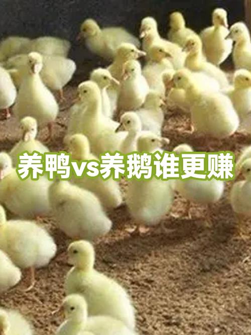 养鹅赚钱还是养鸭赚钱缩略图