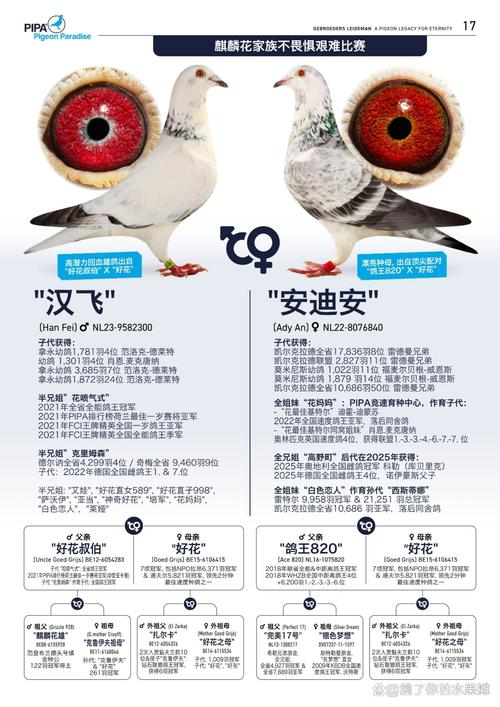 鸽子绕圈飞是什么意思