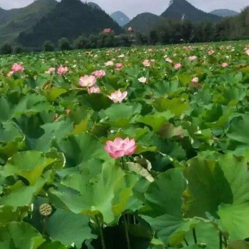 红尘社区