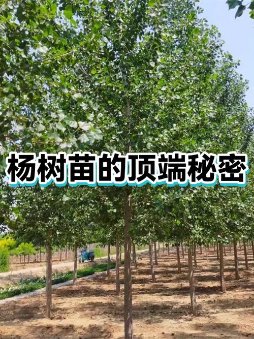 杨树苗被谁夺了清白