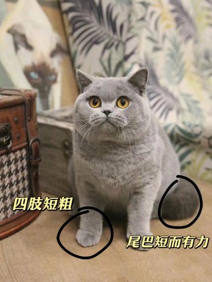 英短蓝猫怎样辨别纯度