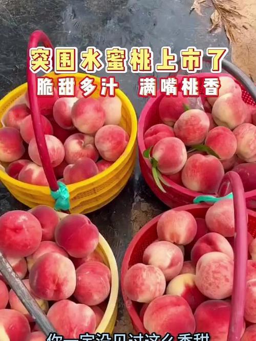 突围桃简介