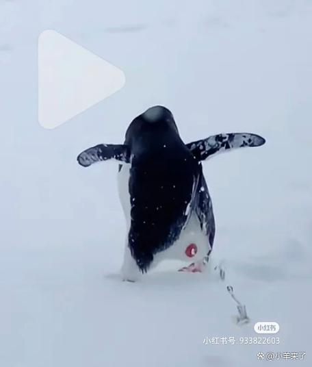 企鹅视频