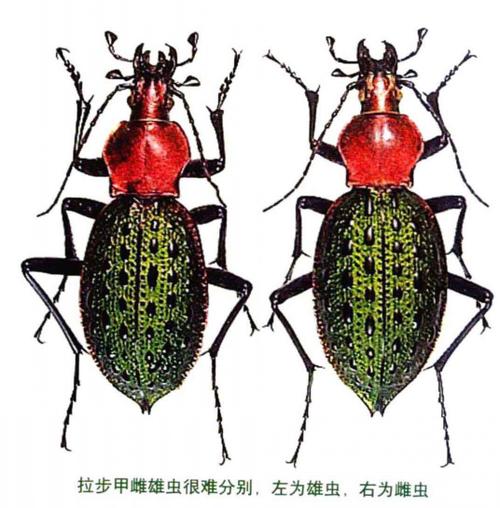 步甲图鉴