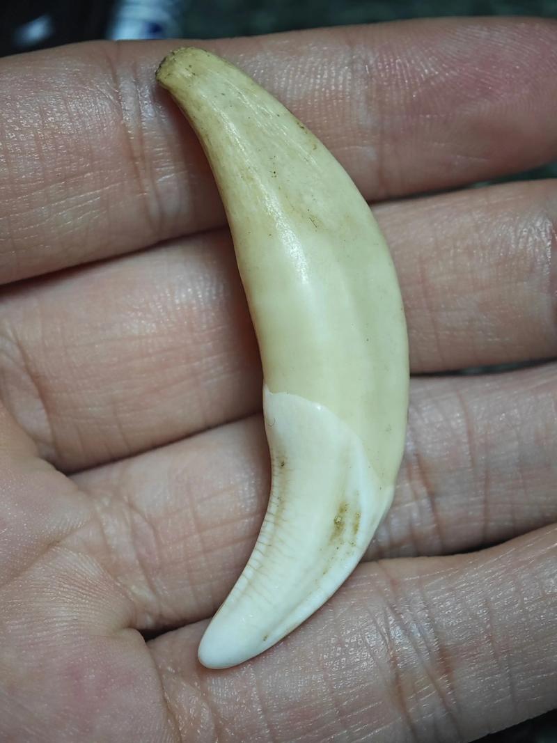 狼牙有辟邪作用吗