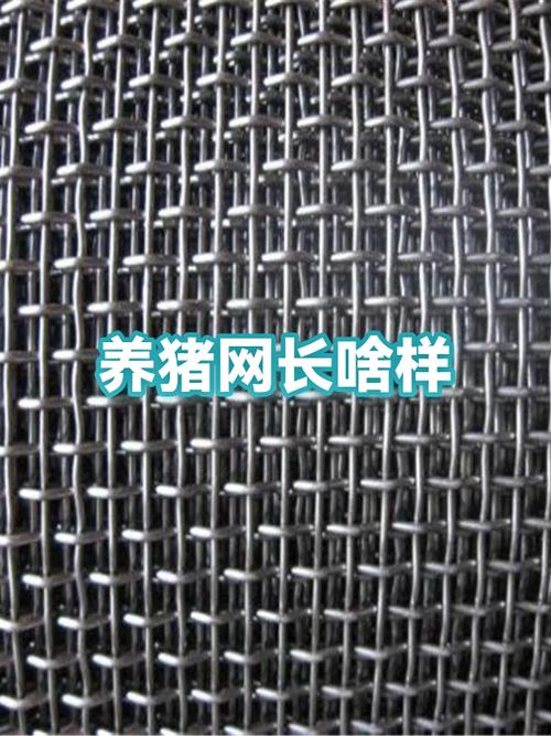 养猪网