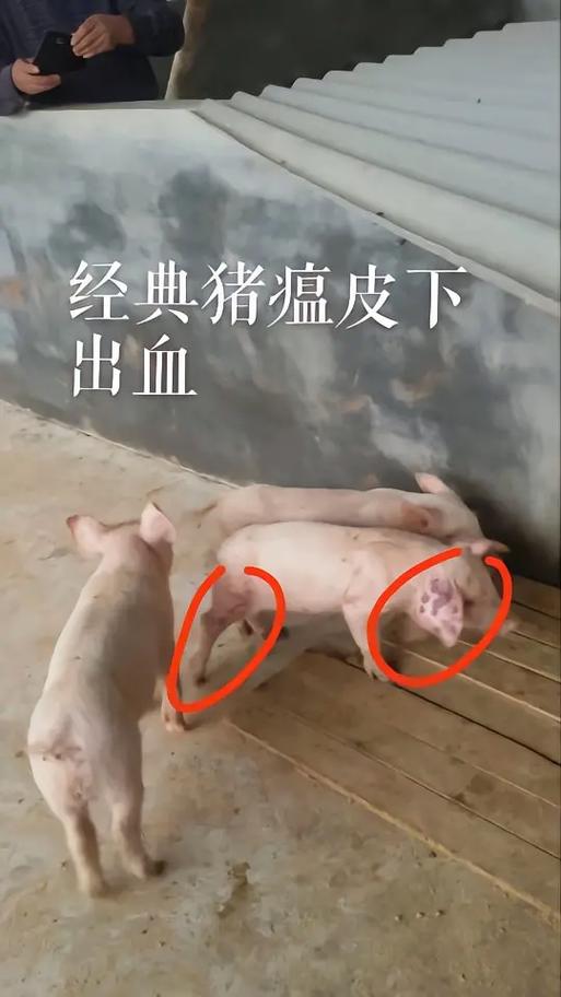猪温是怎么引起的