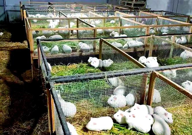 宠物养殖场