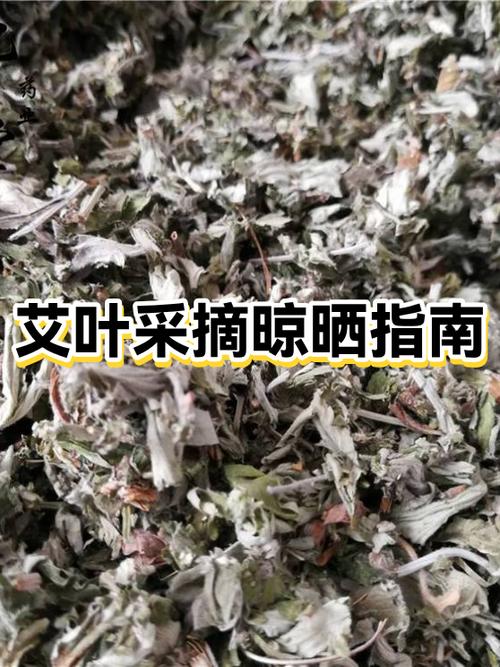 艾叶怎么晒干好图标