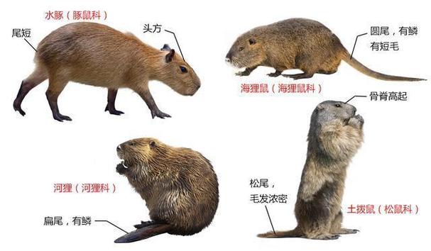 鼠科动物大全