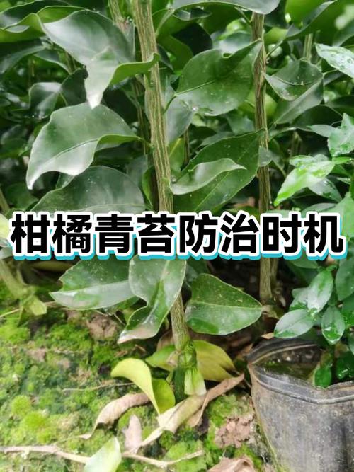 柑橘三月份打什么药