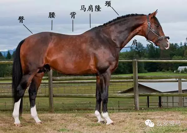 pony的音标